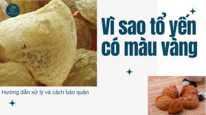 Vì sao tổ yến thô màu vàng? Hướng dẫn xử lý và bảo quản