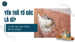 Yến thô tổ góc là gì? Có nên lựa chọn tổ góc để bồi bổ sức khỏe