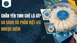 Chân yến tinh chế là gì? So sánh và phân biệt ưu nhược điểm