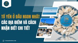 Tổ yến ở đâu ngon nhất: Các địa điểm và cách nhận biết chi tiết