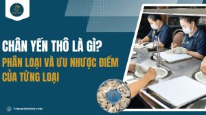 Chân yến thô là gì? Phân loại và ưu nhược điểm của từng loại