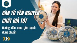 Bán tổ yến nguyên chất giá tốt: Hướng dẫn mua yến chuẩn