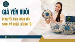 Giá yến nuôi: Bí quyết lựa chọn yến sạch và chất lượng tốt